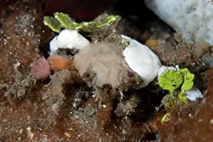 Shellfishes: Decorator Crab