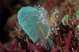 Squirt: Decorator Crab