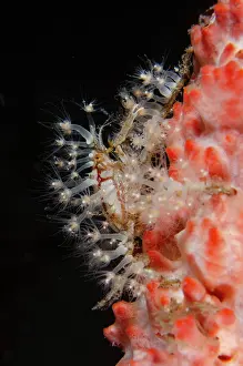 Sponge: Decorator Crab