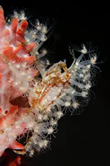 Sponge: Decorator Crab
