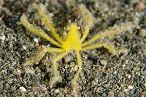 Secret: Decorator Crab - aka Orangutan Crab, on sand