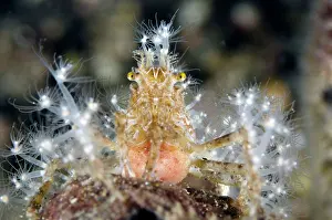 Decorator: Decorator Crab with anemones