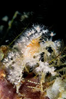 Sting: Decorator Crab with anemones attached for protection
