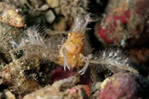 Attached: Decorator Crab - with anemones attached for protection