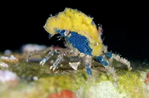 Sponges: Decorator Crab with colorful sponges on shell for
