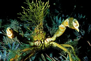 Decorator: Decorator crab in defensive pose, with seagrasses