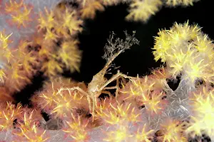 Decorator: Decorator Crab on Glomerate Tree Coral (Dendronephthya