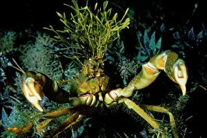 Decorator: Decorator crab with seagrasses growing on its carapace