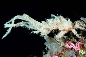 Decorator: Decorator Crab with sponge and corals attached for