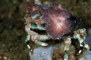Shellfishes: Decorator Spider Crab
