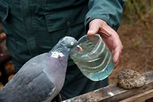 Decoy: Decoy bird Wood Pigeon given water to drink