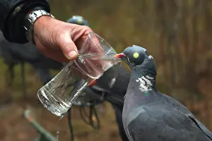 Decoy: Decoy birds Wood Pigeons given water to drink -