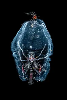 Nights: Deep sea Amphipod (Phronima sp) in its refuge (Siphonophorae