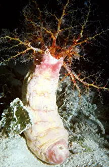 Echinoderms: DEEP SEA CUCUMBER