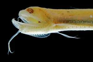 Eels: Deep Sea Gulper Eel, Gunther's Boafish (preserved)