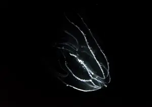 Honshu: Deep sea jellyfish with bioluminescence, Bolinopsis