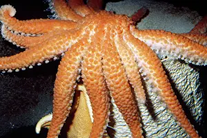 Californicus: Deep Sea Sun Star