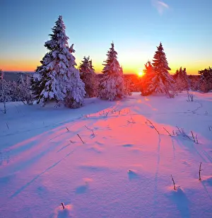Pinaceae: Deep snow-covered winter landscape at Fichtelberg