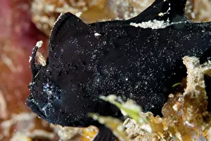 Besar: Deep-water Frogfish