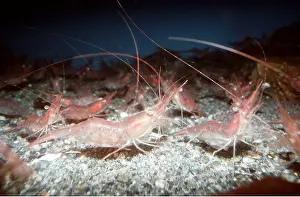 Prawn: DEEP WATER PRAWNS