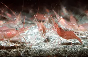 Prawn: DEEP WATER PRAWNS - changes sex to female