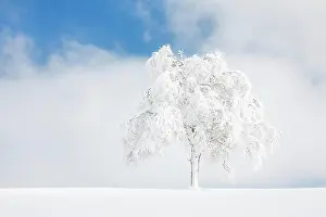 Blow: Deeply buried birch tree in Obercgeri, Canton Zug