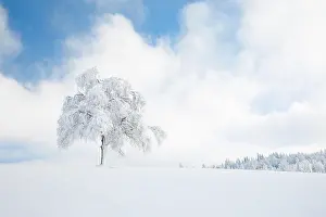 Buried: Deeply buried birch tree in Obercgeri, Canton Zug