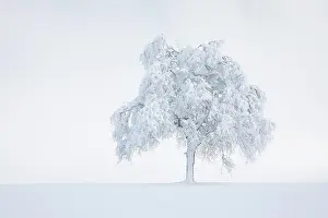 Buried: Deeply buried birch tree in Obercgeri, Canton Zug
