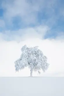 Buried: Deeply buried birch tree in Obercgeri, Canton Zug