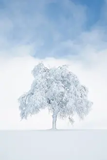 Buried: Deeply buried birch tree in Obercgeri, Canton Zug