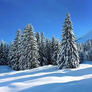Deeply: Deeply snow-covered untouched winter landscape at