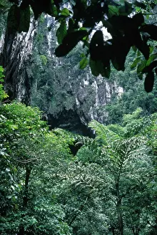 Sarawak: Deer Cave