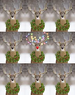 Rudolph: Deer, with Christmas lights and a holly wreath