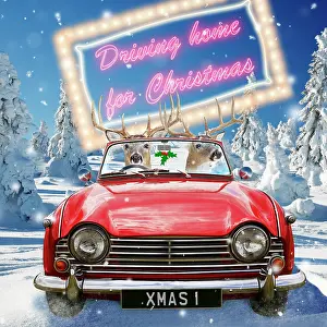 Flashing: Deer - driving car through Christmas winter scene