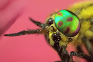 250720: Deer Fly eye - Norfolk UK