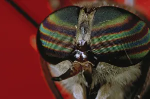 Chrysops: Deer Fly eyes