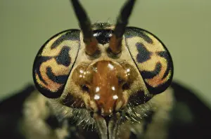 Patterned: Deer Fly Eyes