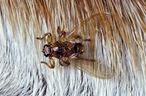 Pascal Goetgheluck: Deer fly - on fur