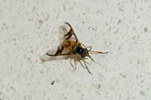 250521: Deer Fly - Klungkung, Bali, Indonesia