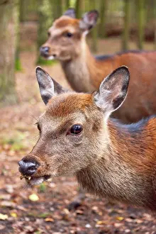 Hiding: Deer in forest wild life