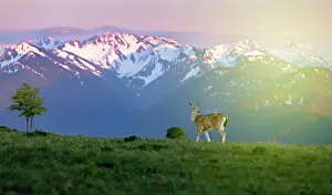 Welsh: A deer in the grasslands of some rocky mountains