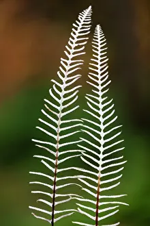 Fronds: Deer / Hard Fern - fronds in autumn colour Lower