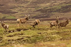 Scoticus: Deer herd of Scotland (Cervus elaphus scoticus)