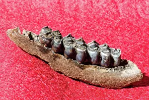 Odocoileus: Deer Jaw and Teeth Fossil