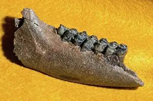 Odocoileus: Deer Jaw and Teeth Fossil