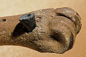 Odocoileus: Deer Leg Bone Fossil with Fossil Alligator Tooth Bite
