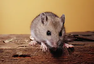 Peromyscus: Deer Mouse