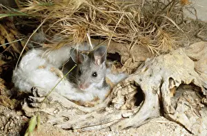 Peromyscus: Deer Mouse - at nest