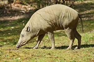 Rusa: Deer-pigs (Ibabi rusa) walking on the ground, captive
