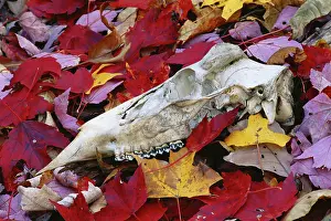 Bleached: Deer skull